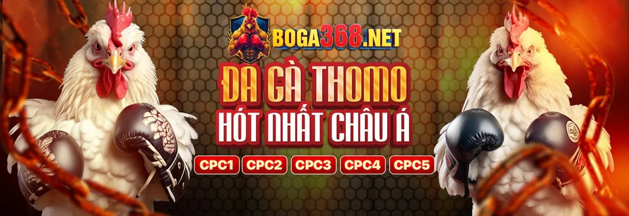 Sân đấu đá gà trực tuyến 5566